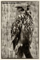 /album/animals/gufo-vintage-jpg/